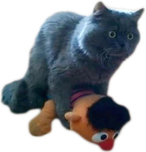 кошки малого и среднего размера домашняя кошка мех