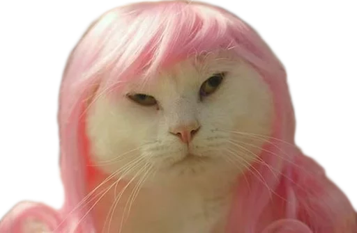 розовый животное кошки малого и среднего размера
