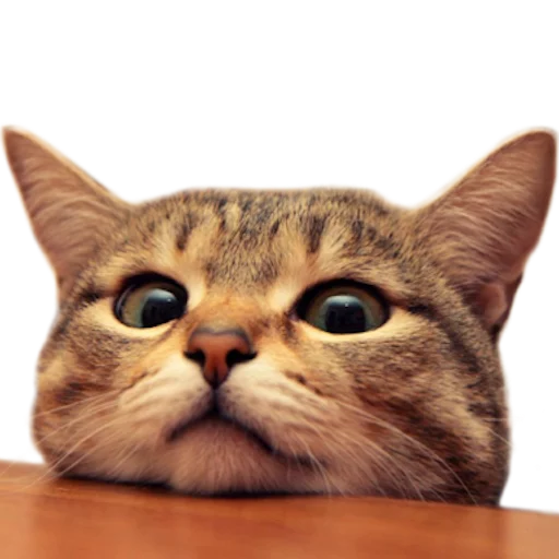 животное кошка млекопитающее