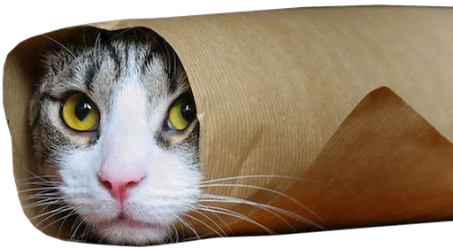 кошки малого и среднего размера кошачьи усы