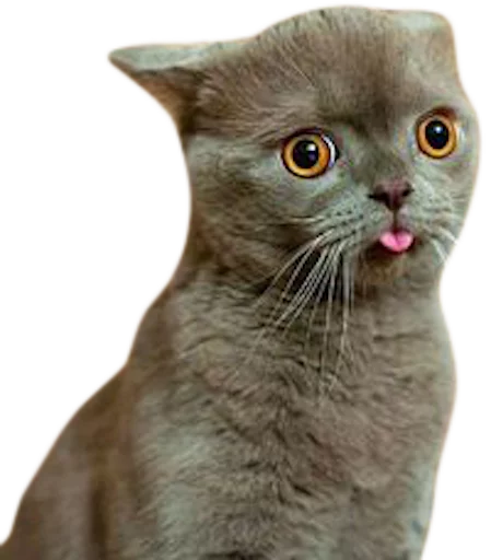 животное млекопитающее кошка