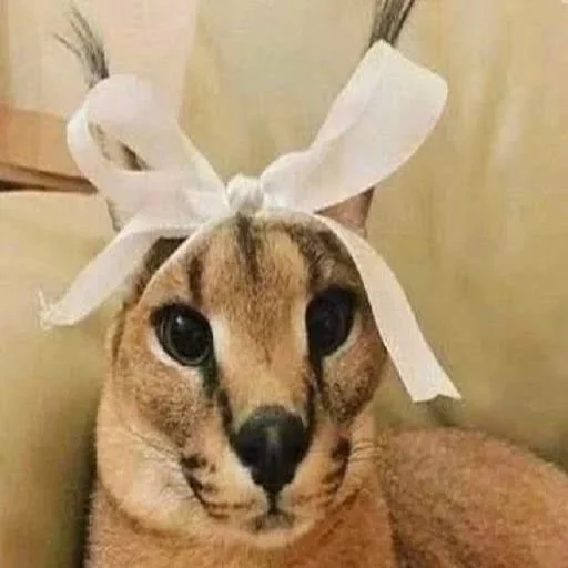 животное кошка млекопитающее