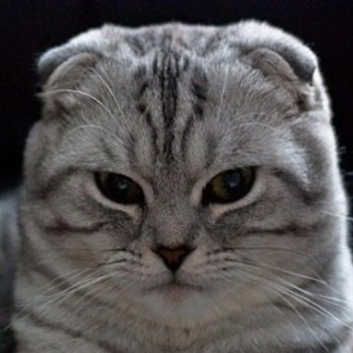 млекопитающее животное кошка