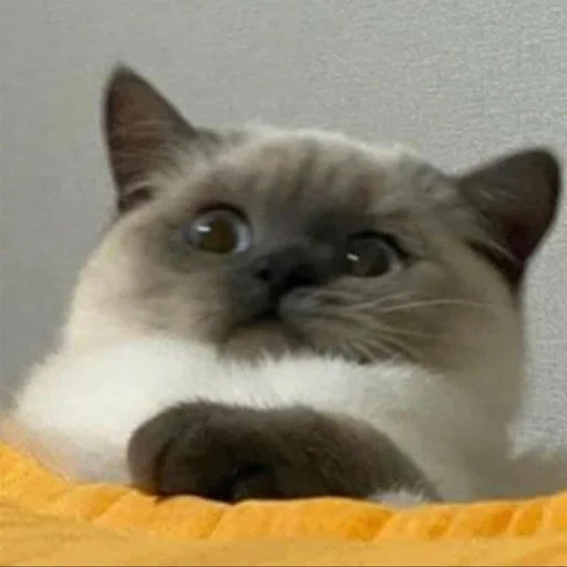 Sticker faini_zviryatka_2 - 1