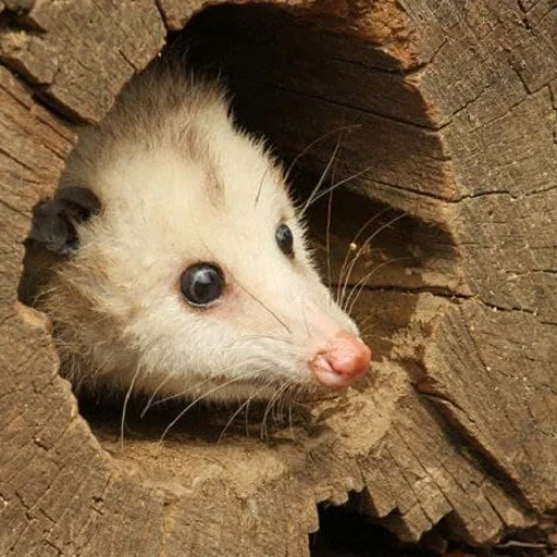 Sticker faini_zviryatka_2 - 1