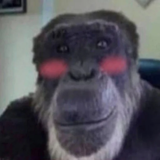 animal mammal primate