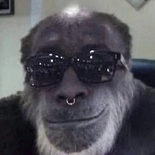 mammal eyewear animal