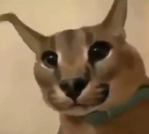 кошка животное млекопитающее