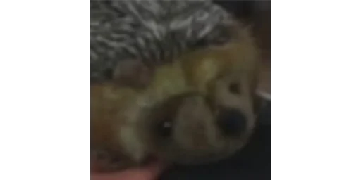 Стикер ФасольФейс - 2