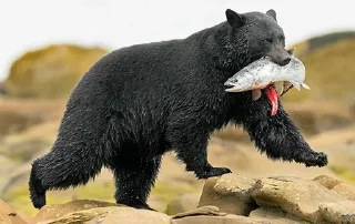 Sticker Black Bear - 2