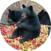 Black Bear - 