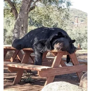 Sticker Black Bear - 6