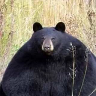 Sticker Black Bear - 11