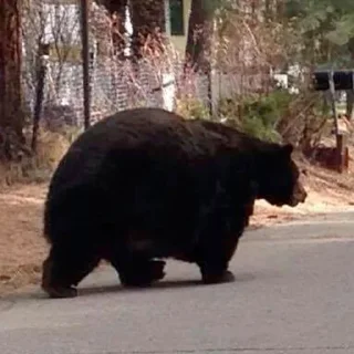 Sticker Black Bear - 10