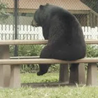 Sticker Black Bear - 9