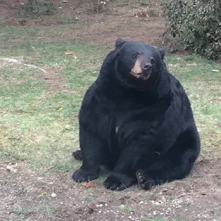 Sticker Black Bear - 4