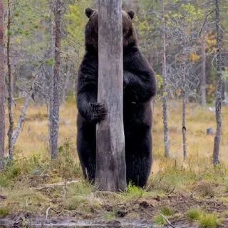 Sticker Black Bear - 3