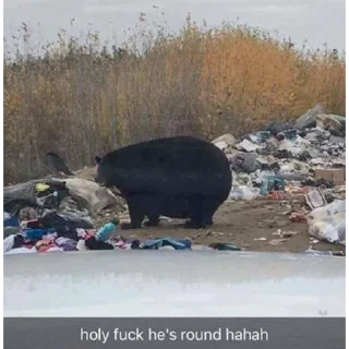 Sticker Black Bear - 8