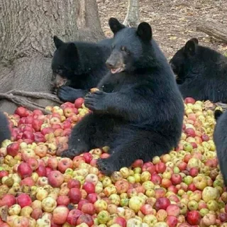 Sticker Black Bear - 5