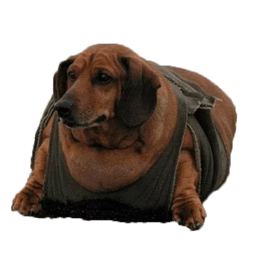 Жирные таксы - 