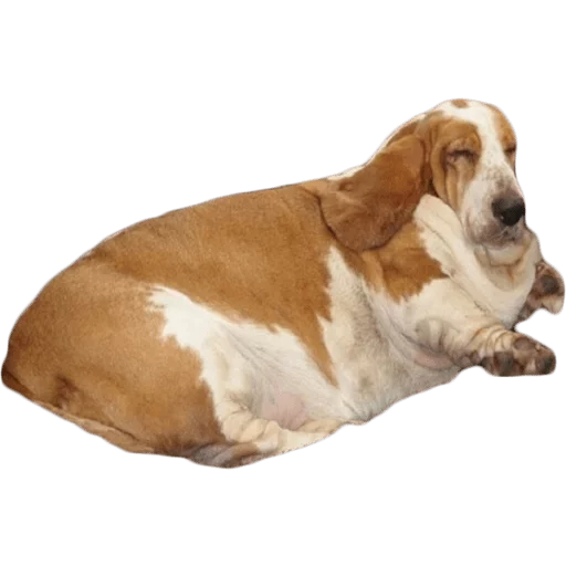 Sticker Жирные таксы - 11