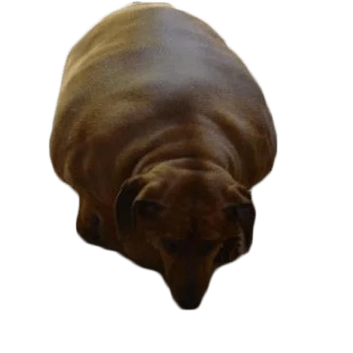 Sticker Жирные таксы - 7