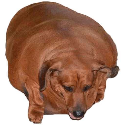 Sticker Жирные таксы - 5