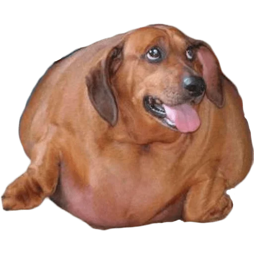 Sticker Жирные таксы - 4