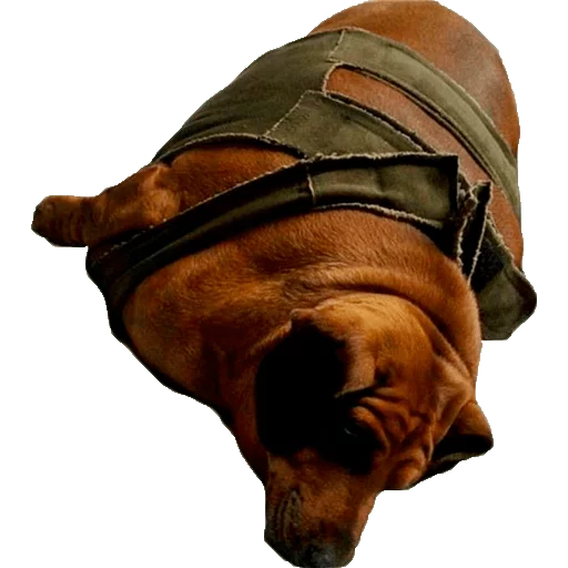 Sticker Жирные таксы - 3