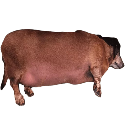 Sticker Жирные таксы - 2