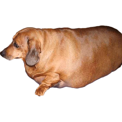 Sticker Жирные таксы - 1