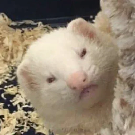 млекопитающее животное хорек