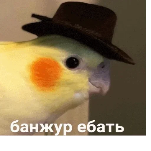 птица клюв животное