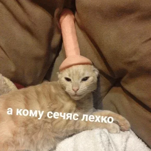 Топ пак 👉 @pornostikerys 🔞 - животное