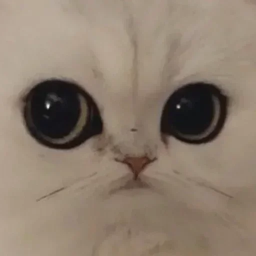 Стикер fav0urit - 1