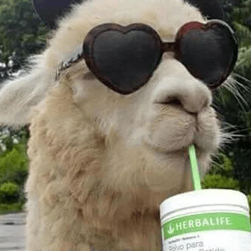 животное млекопитающее на открытом воздухе