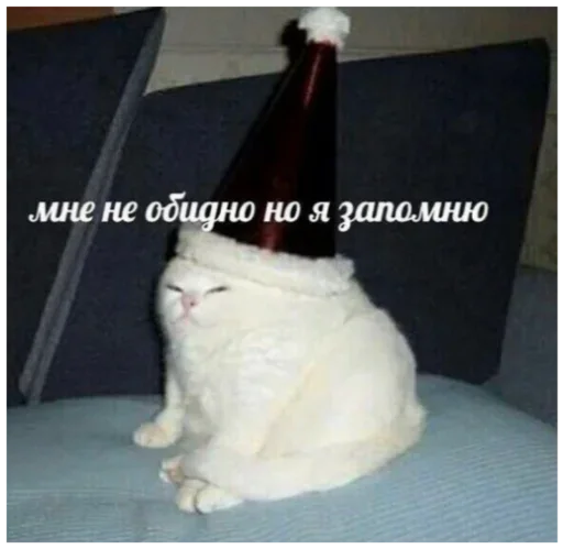 small to medium-sized cats felidae bottle