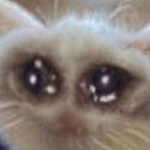 животное млекопитающее домашняя кошка