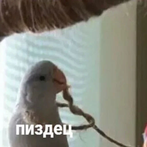 птица животное попугай