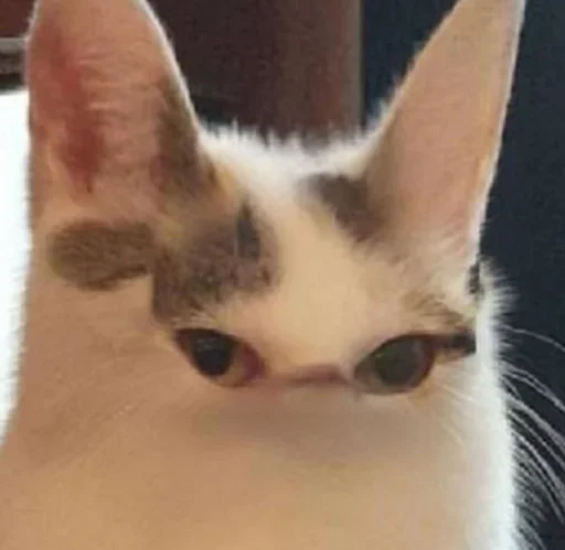 животное млекопитающее кошка