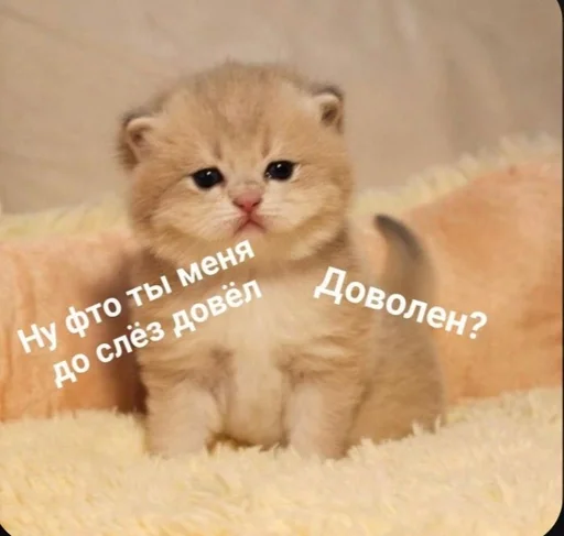 животное млекопитающее кошки малого и среднего размера