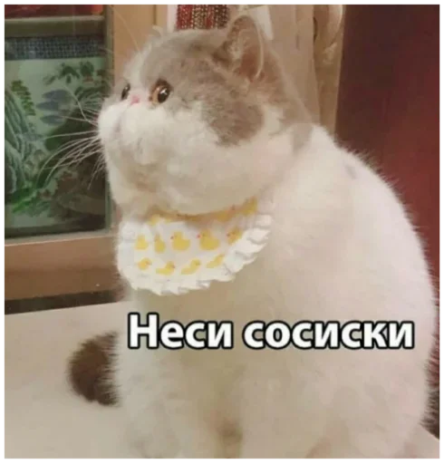 mammal animal small to medium-sized cats