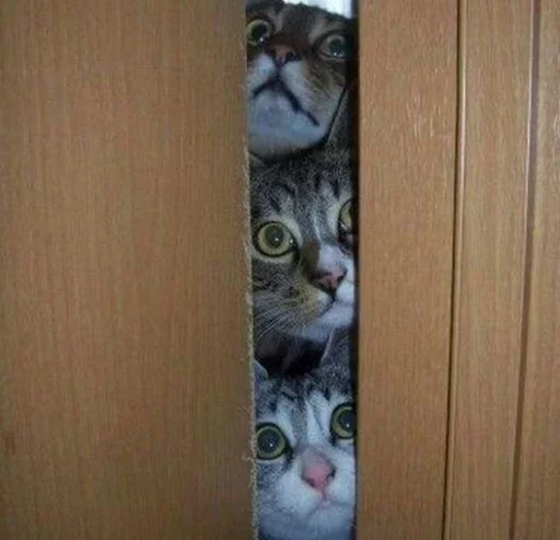 кошки малого и среднего размера кошачьи комнатный