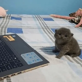 Стикер My fav stickers - 0