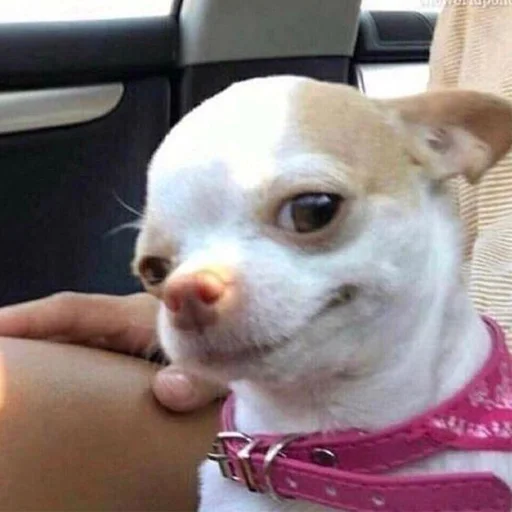 домашнее животное млекопитающее комнатный