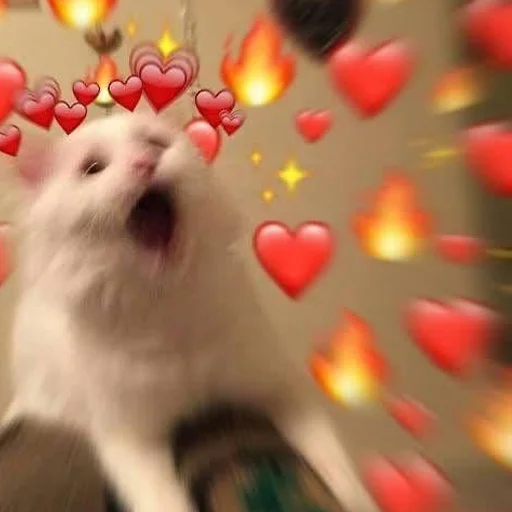 млекопитающее животное комнатный