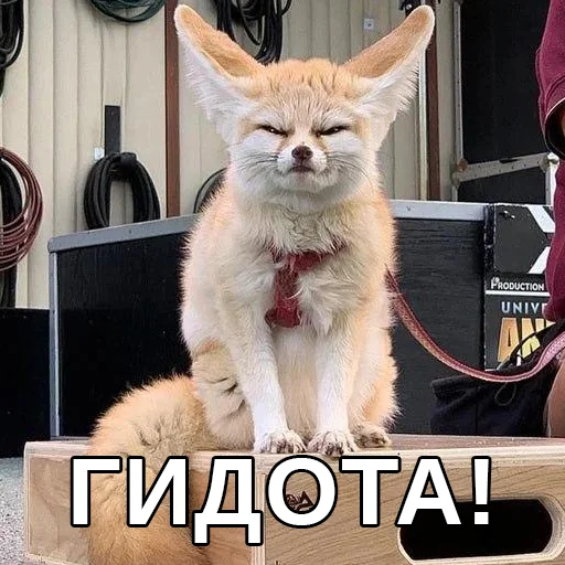 СМС млекопитающее кошки малого и среднего размера