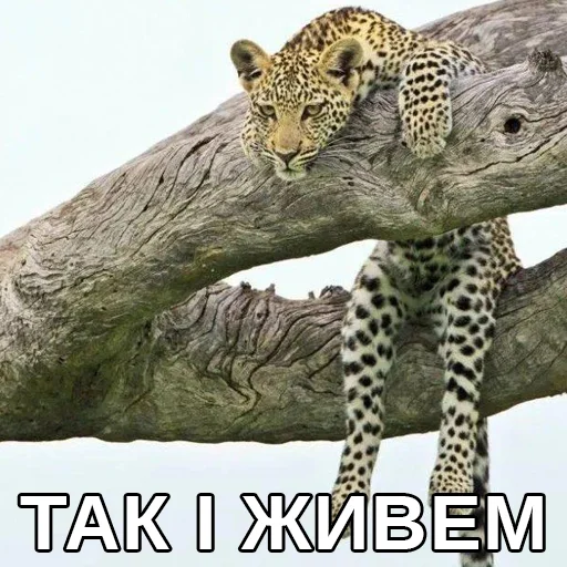 животное млекопитающее большая кошка