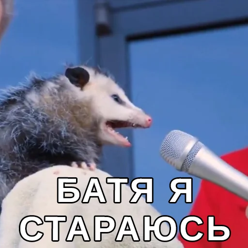 млекопитающее микрофон животное