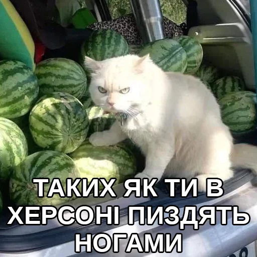 кошка животное дыня